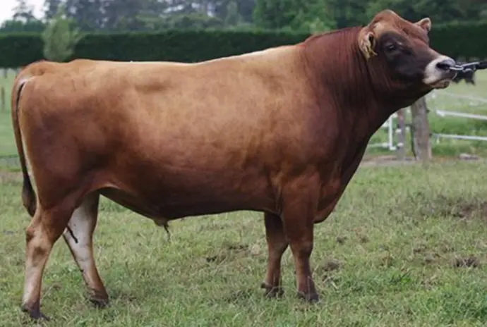 brown jersey bull