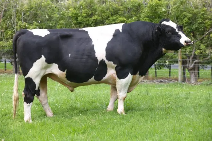 holstein cow
