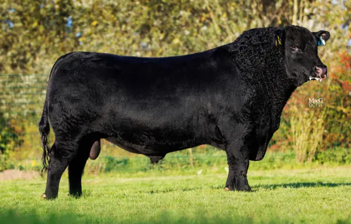 black angus bull