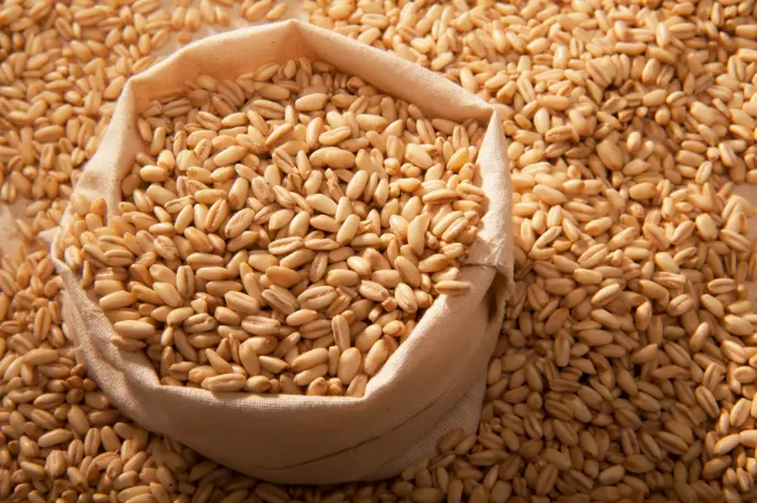 picture of barley grains with bag