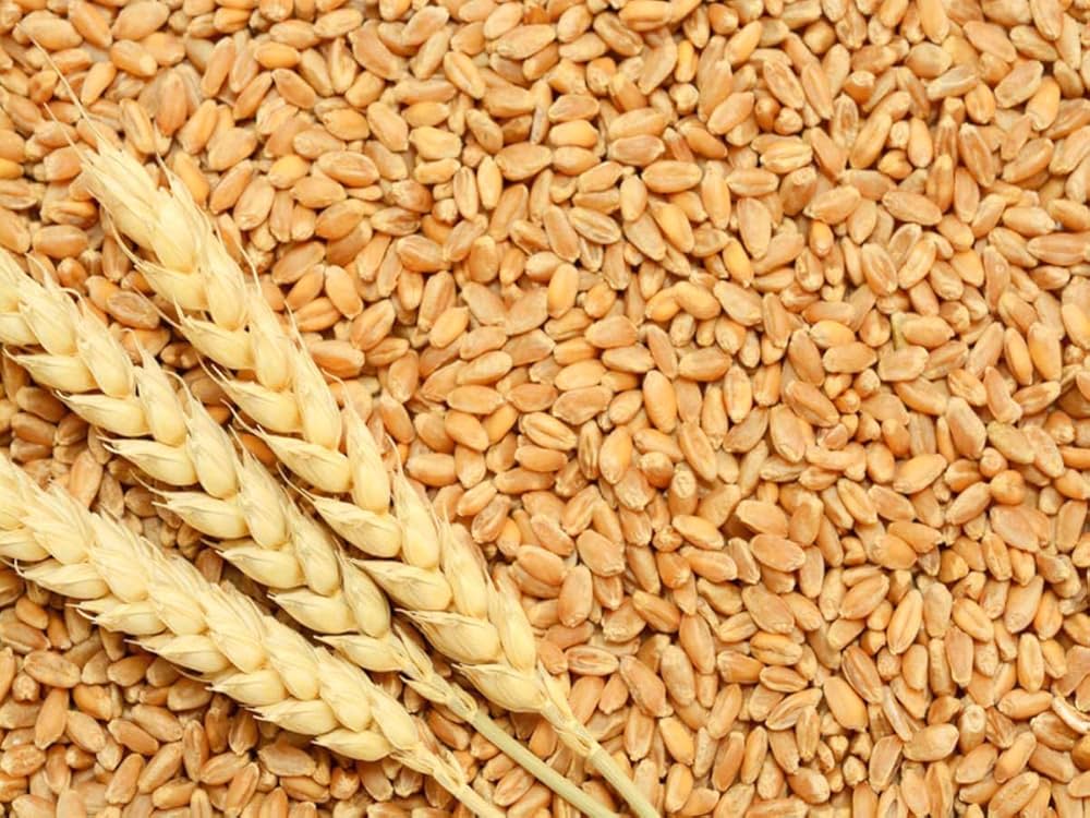 picture of wheat grains