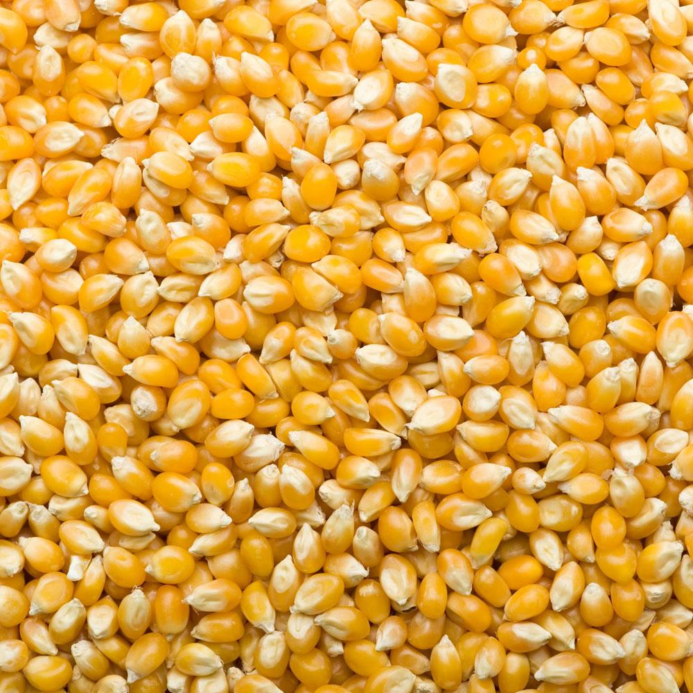 picture of corn kernels