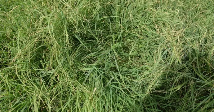 rhodes grass